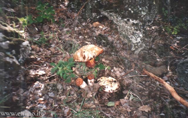 22 porcini.jpg