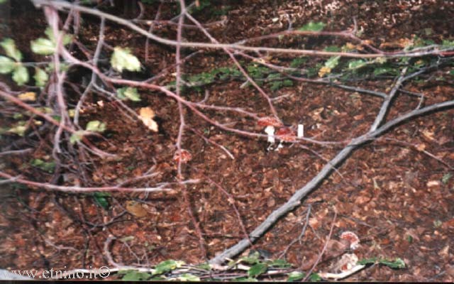 3 boletus satanus.jpg